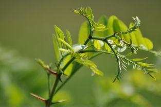 草草春天在线观看,在线观看,感受春日温暖时光 第2张 草草春天在线观看,在线观看,感受春日温暖时光 第2张